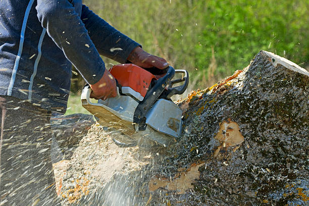 Professional Tree Removal in Lino Lakes, MN